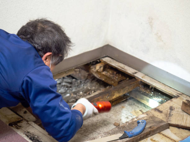 Best Mold Testing and Removal  in Pepperdine University, CA