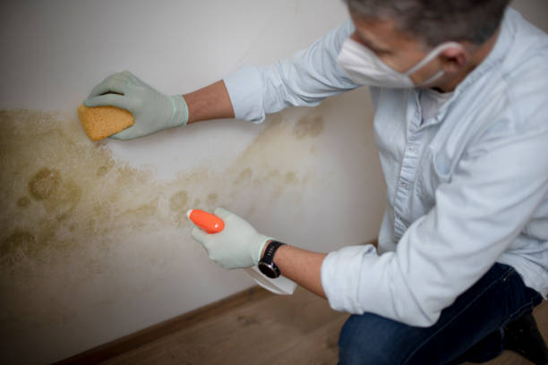 Mold Testing and Removal in Pepperdine University, CA